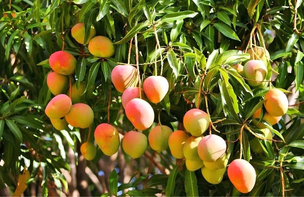 Mua cây giống xoài Alphonso