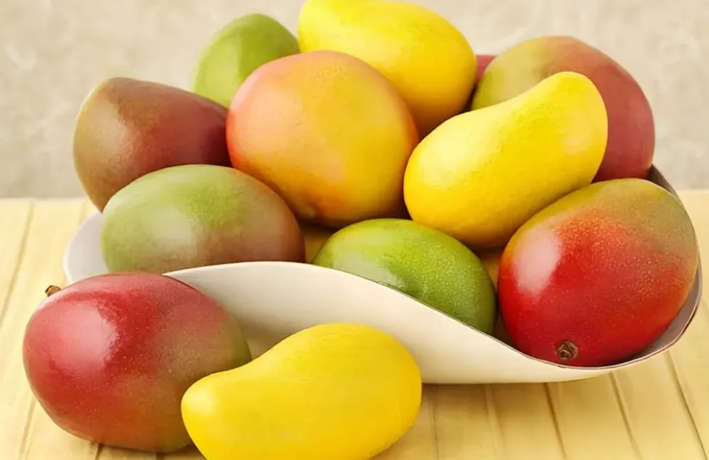 Mua cây giống xoài Alphonso