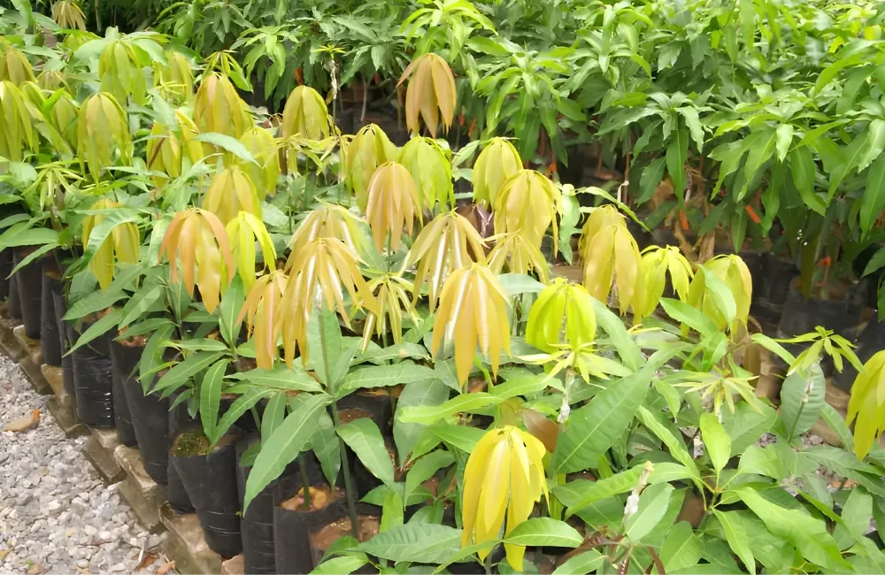 Mua cây giống xoài Alphonso