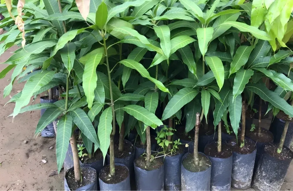 Mua cây giống xoài Alphonso