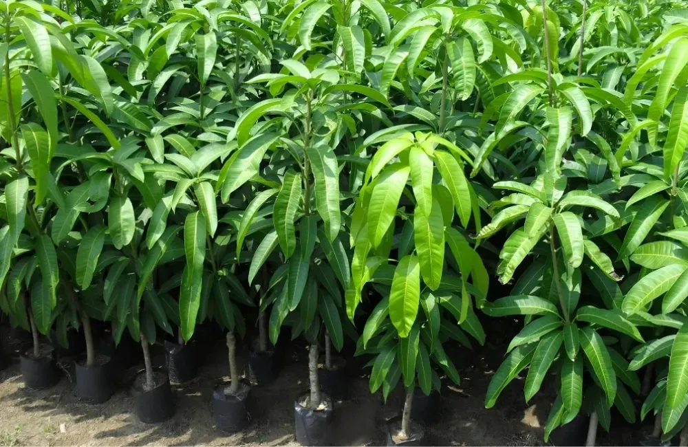 Mua cây giống xoài Alphonso