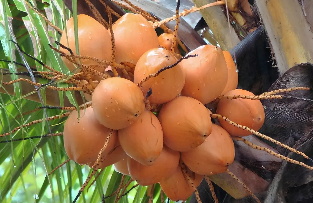 Năng suất dừa Dâu