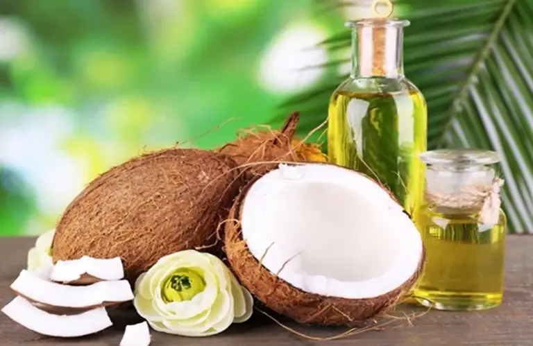 Năng suất dừa Dâu – Thời gian thu hoạch – Khả năng ép dầu