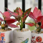 Nơi mua Vạn Lộc Đỏ cấy mô uy tín, cây khỏe, đúng giống