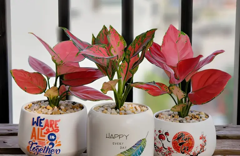Nơi mua Vạn Lộc Đỏ cấy mô uy tín, cây khỏe, đúng giống
