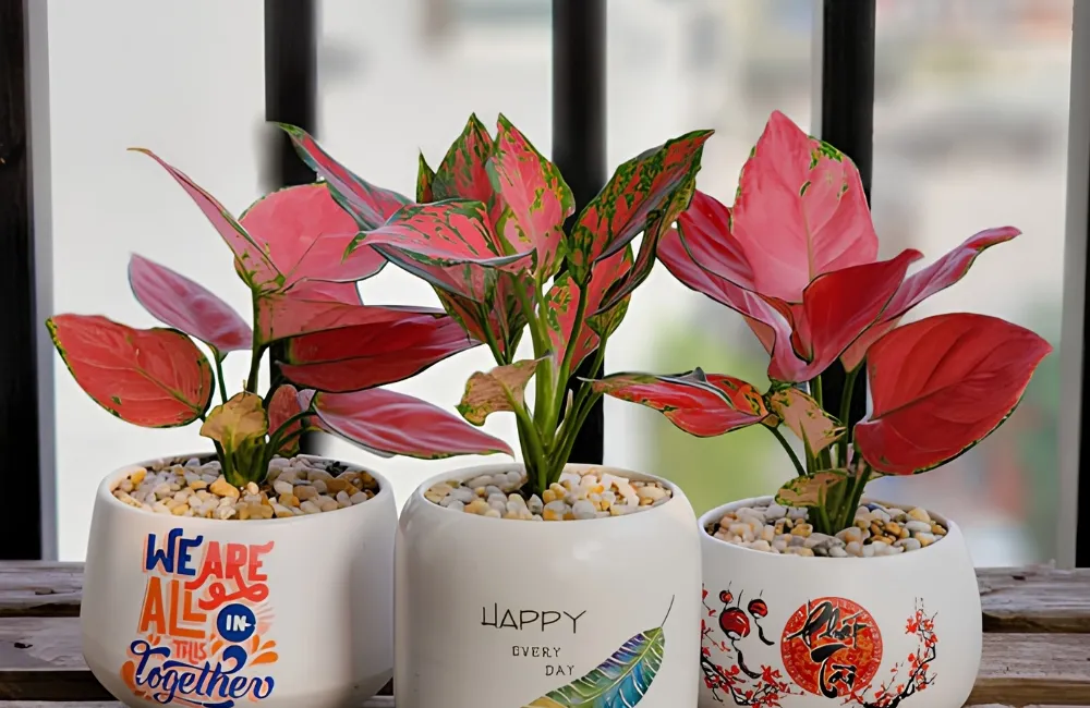 Nơi mua Vạn Lộc Đỏ Cấy Mô 