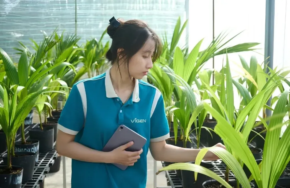 Nuôi cấy mô cây dừa