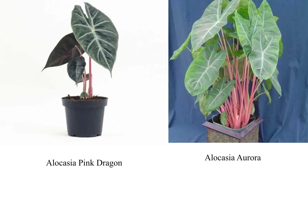 phân loại Alocasia Pink Dragon cấy mô