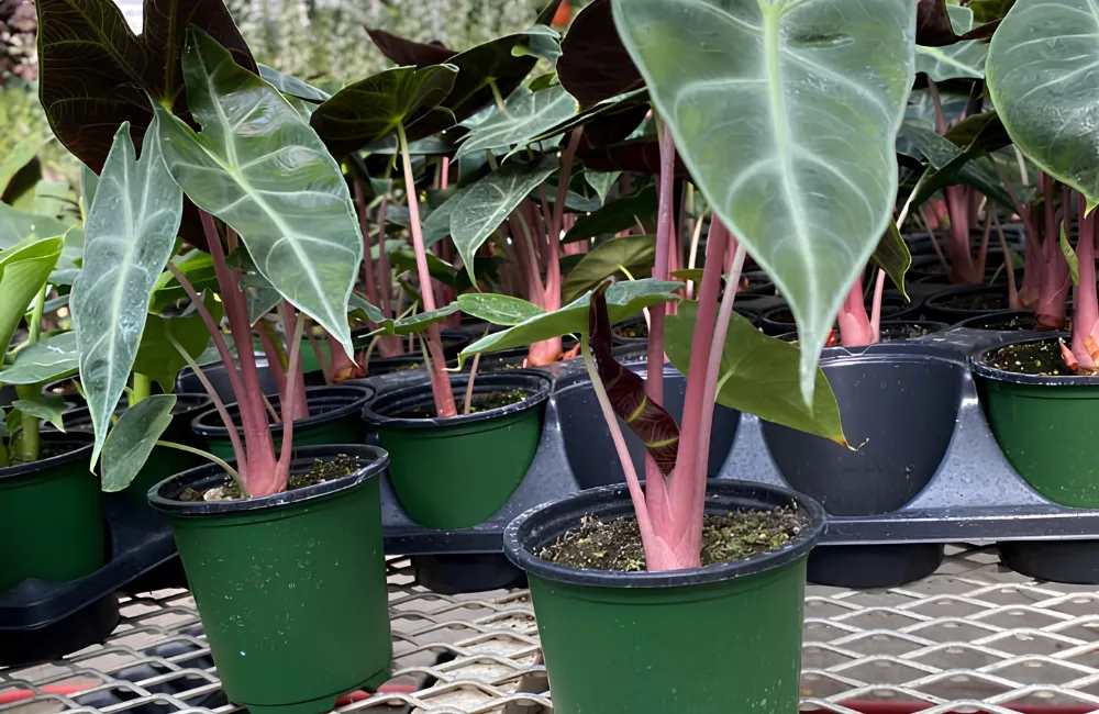 phân loại Alocasia Pink Dragon cấy mô