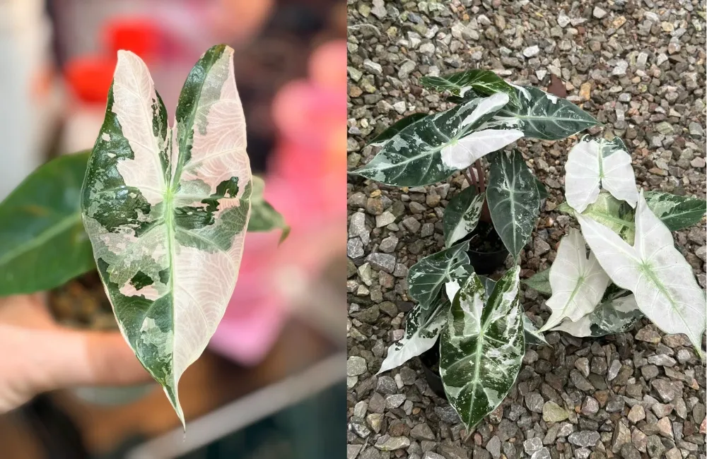 phân loại Alocasia Pink Dragon cấy mô