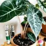 Phân loại Alocasia Pink Dragon cấy mô và cách nhận biết