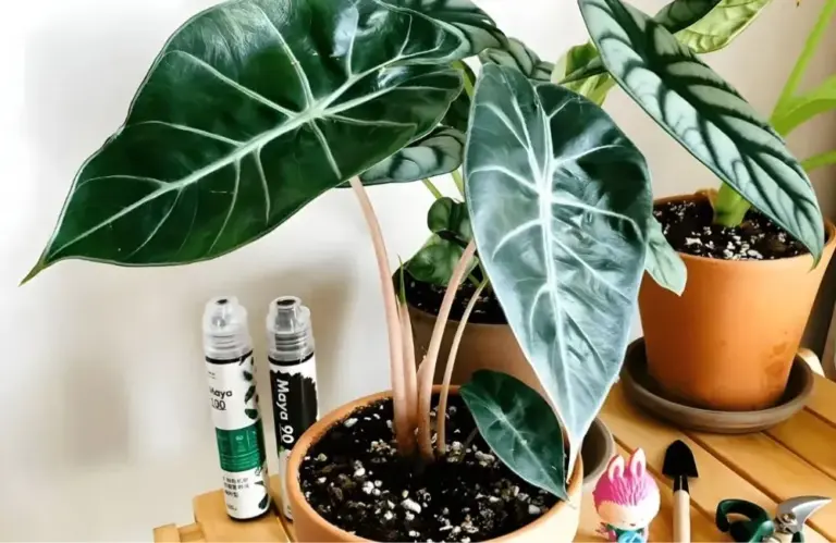 Phân loại Alocasia Pink Dragon cấy mô và cách nhận biết
