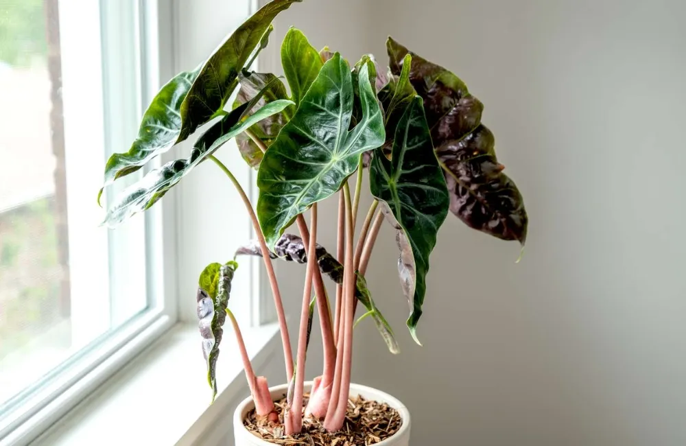 phân loại Alocasia Pink Dragon cấy mô