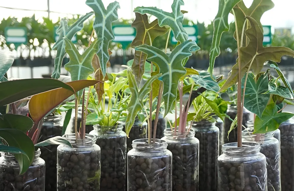 Phân loại Alocasia Nobilis cấy mô