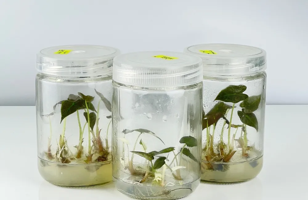 Phân loại Alocasia Nobilis cấy mô