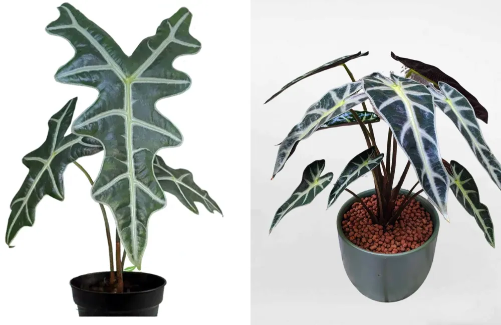 Phân loại Alocasia Nobilis cấy mô