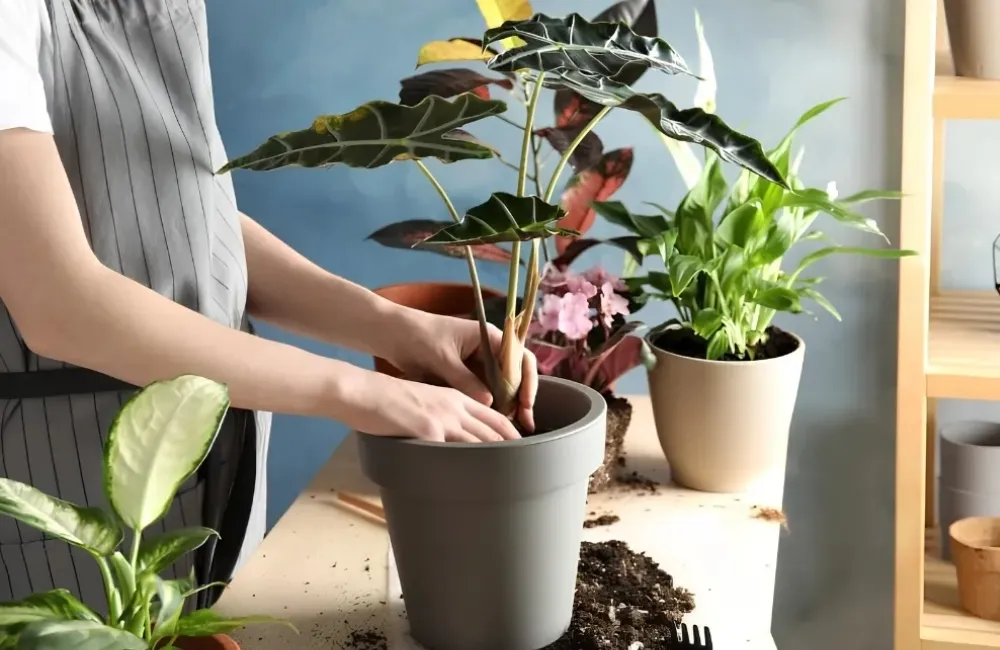 Sâu bệnh trên cây Alocasia Nobilis