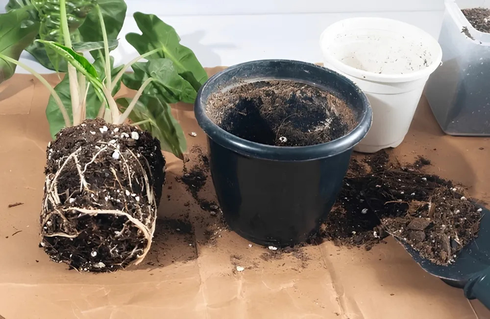 Sâu bệnh trên cây Alocasia Nobilis