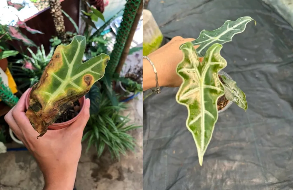 Sâu bệnh trên cây Alocasia Nobilis