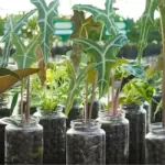 Sâu bệnh trên cây Alocasia Nobilis cấy mô và cách phòng trị