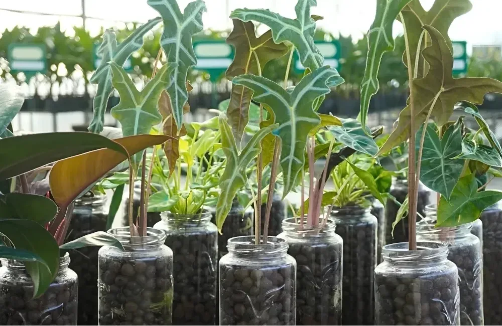Sâu bệnh trên cây Alocasia Nobilis