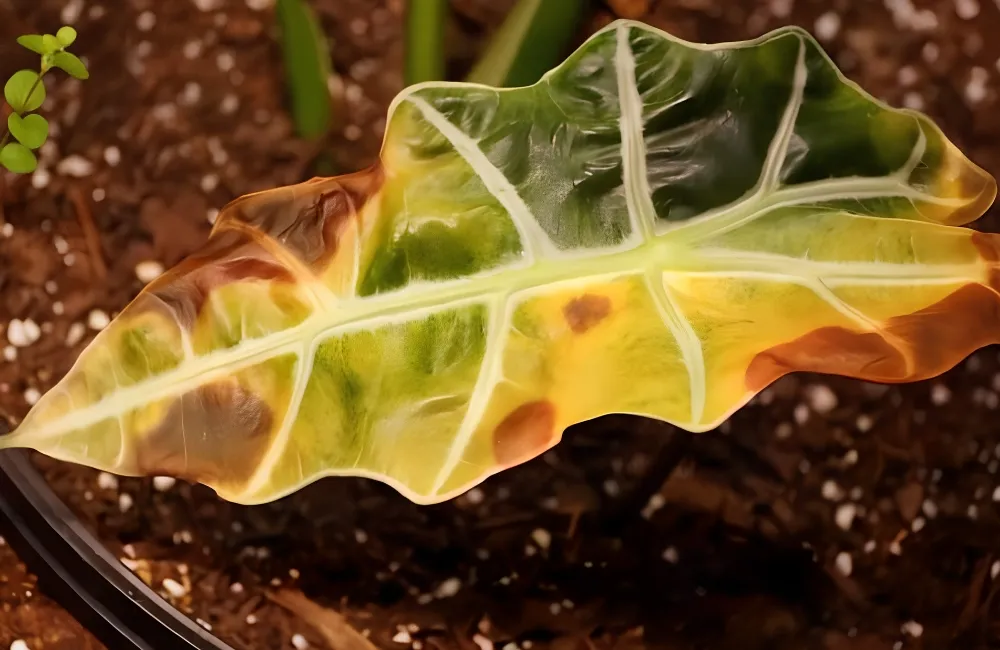 Sâu bệnh trên cây Alocasia Nobilis