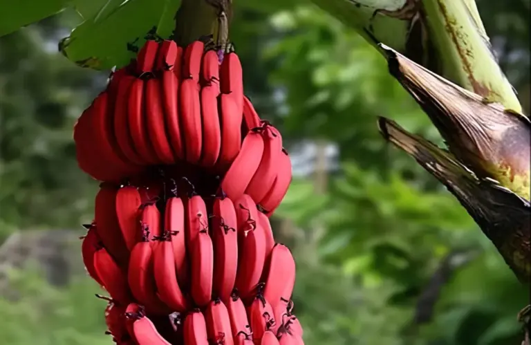 Dấu hiệu nhận biết sâu bệnh trên chuối Cau Đỏ và cách xử lý