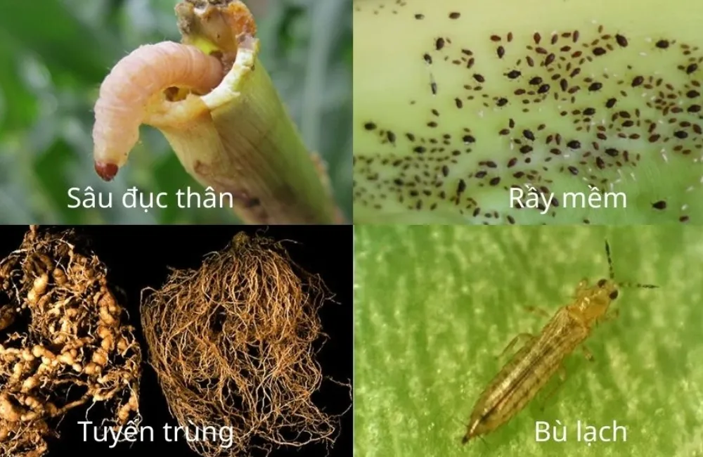 Sâu bệnh trên chuối Cau Mẫn