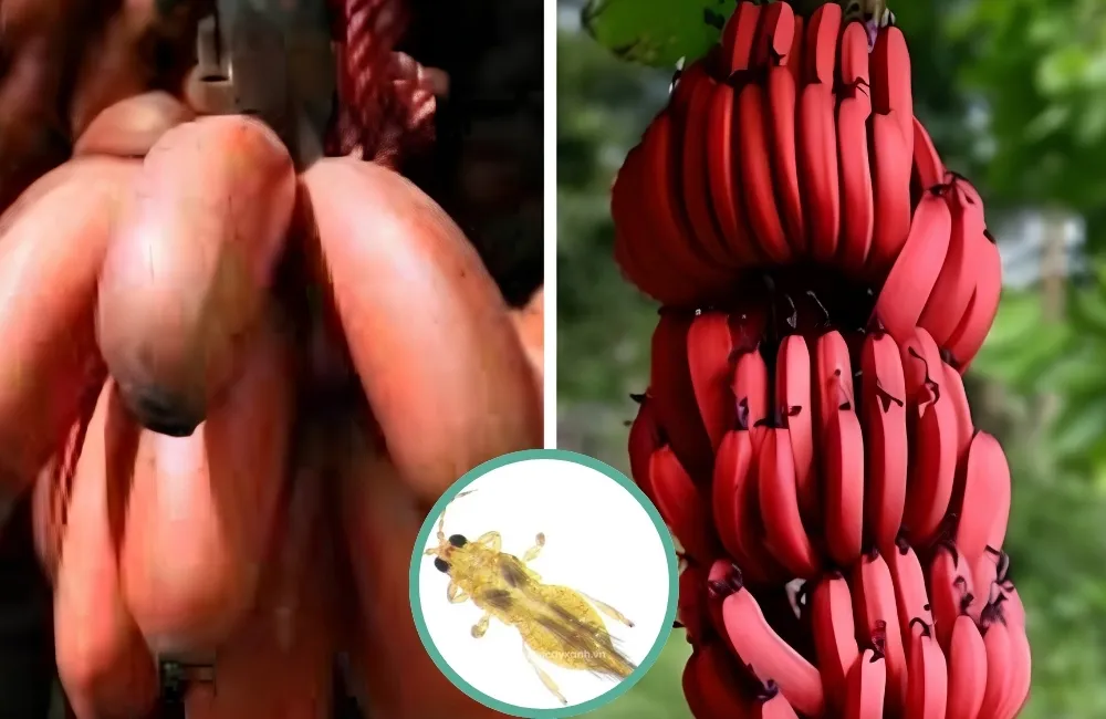 Sâu bệnh trên chuối Cau Mẫn