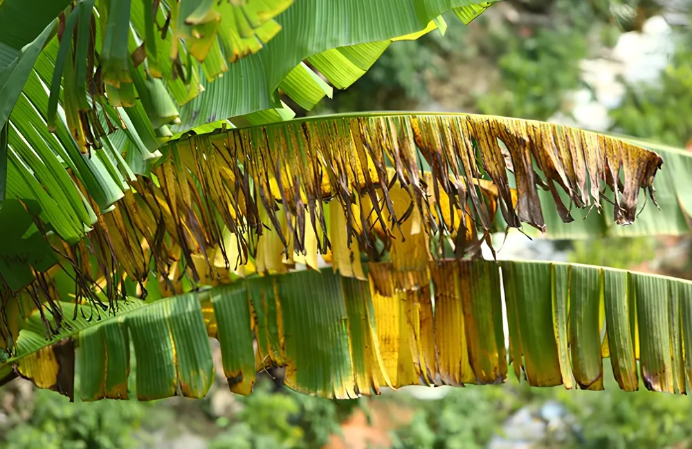 Sâu bệnh trên chuối Cau Mẫn