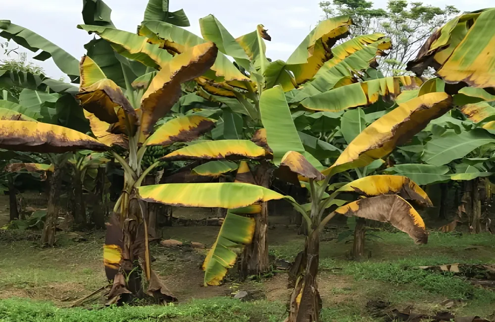 Sâu bệnh trên chuối Cau Mẫn