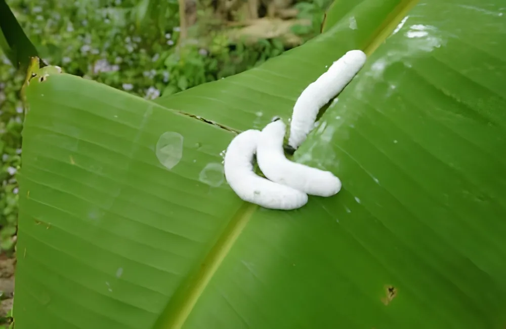 Sâu bệnh trên chuối Hột
