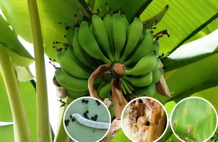 Nhận biết sâu bệnh trên Chuối Hột và cách phòng trừ hiệu quả