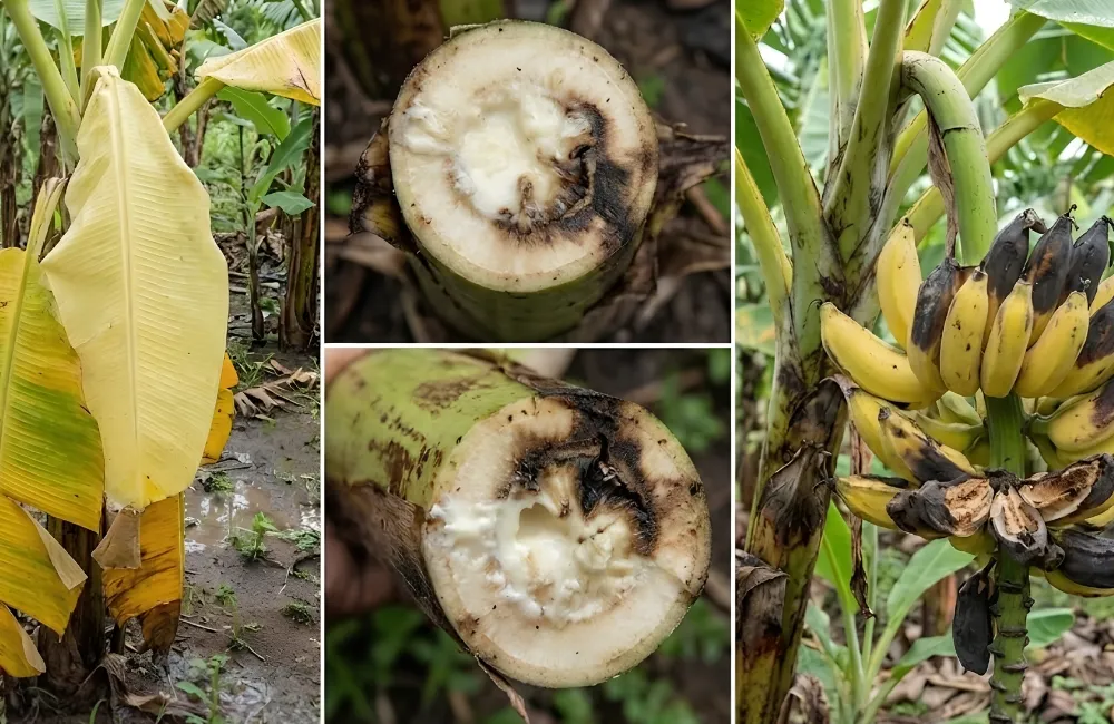 Sâu bệnh trên chuối Hột