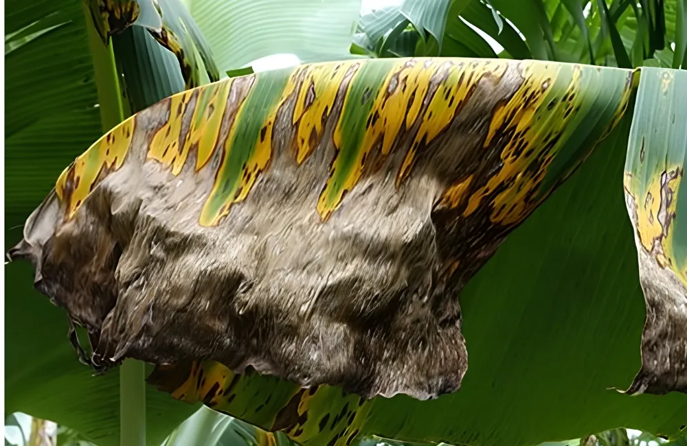 Sâu bệnh trên chuối Hột
