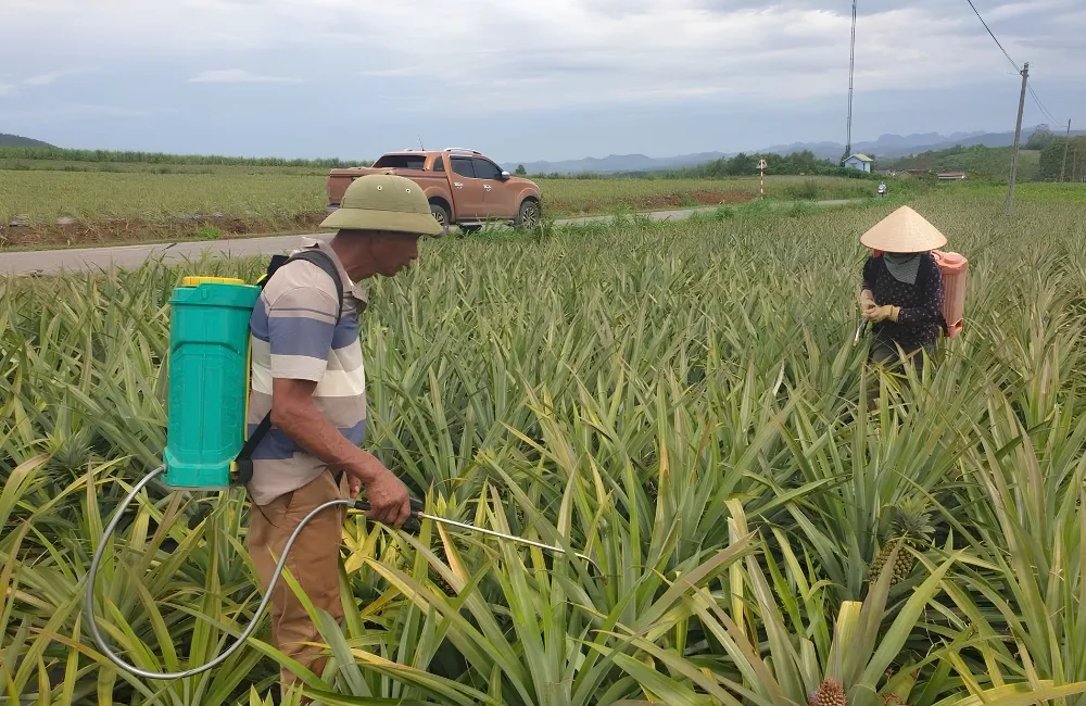 Sâu bệnh trên dứa Mật Pu Lau Không Gai