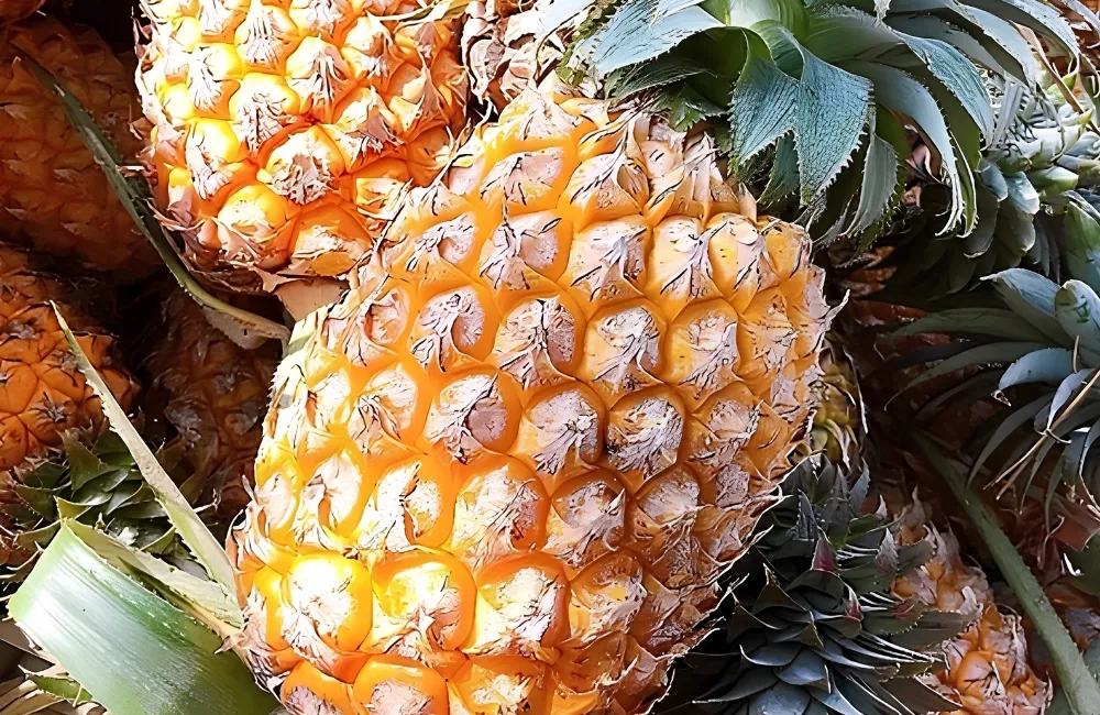 Sâu bệnh trên Dứa Queen