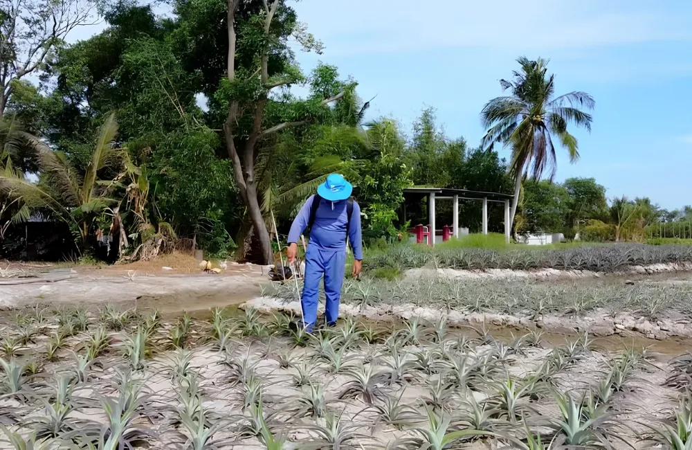 Sâu bệnh trên Dứa Queen