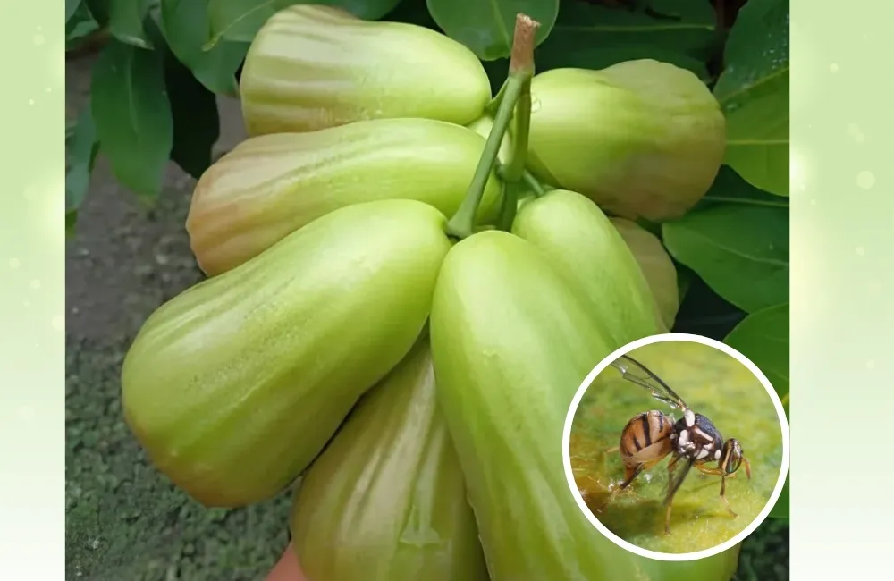 Sâu bệnh trên Mận Green Giant