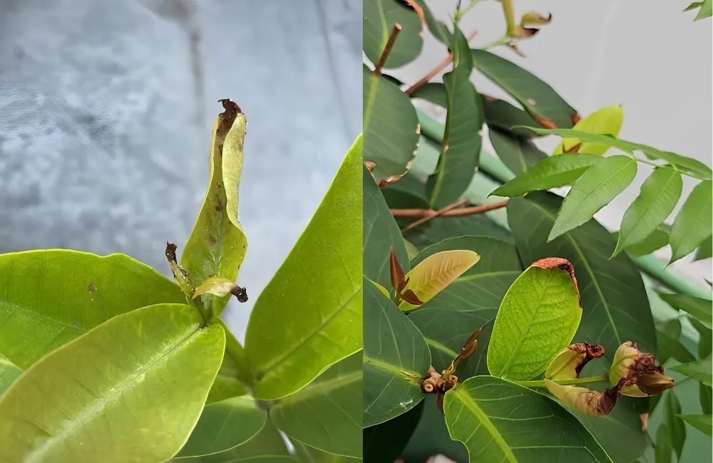 Sâu bệnh trên Mận Green Giant