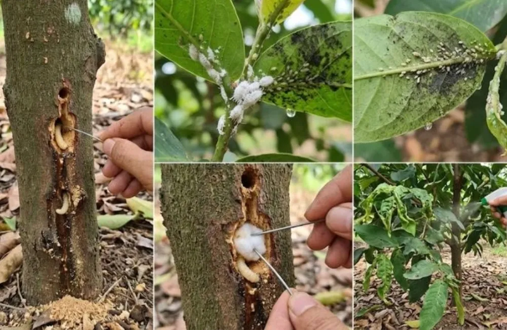 Sâu bệnh trên Mận Green Giant