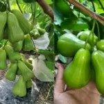 Cách nhận biết sâu bệnh trên Mận Green Giant và cách xử lý
