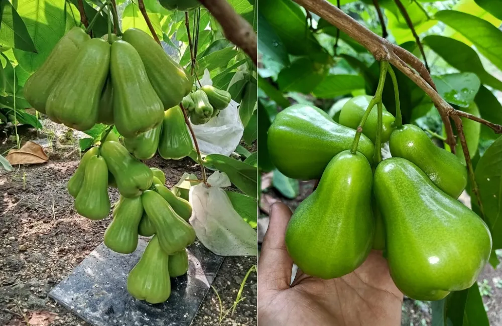 Sâu bệnh trên Mận Green Giant