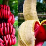 Thu hoạch chuối Cau Đỏ đúng kỹ thuật và cách bảo quản