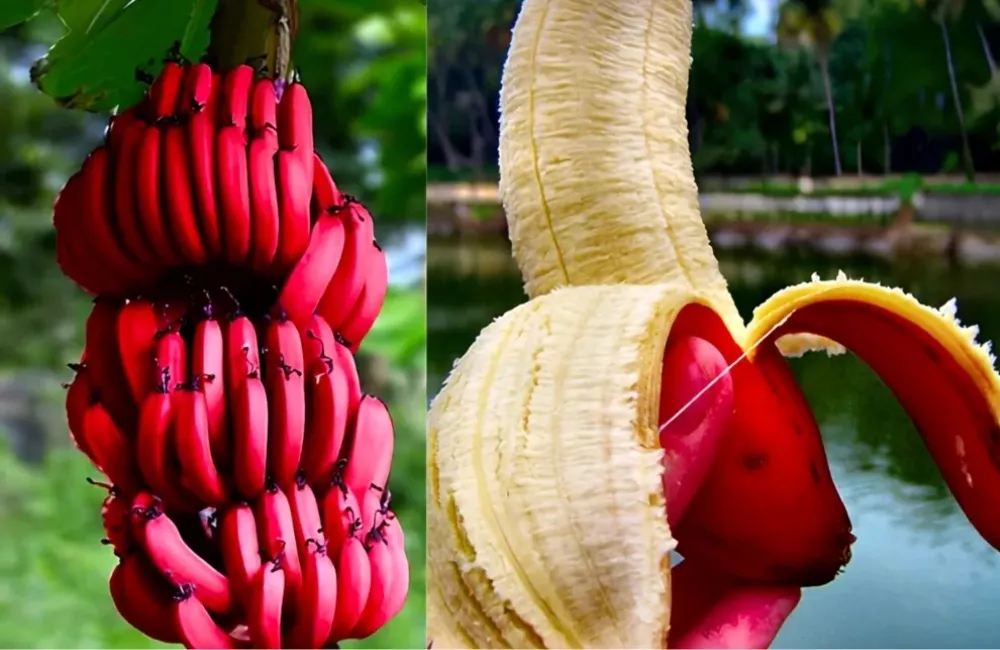 Thu hoạch chuối Cau Đỏ