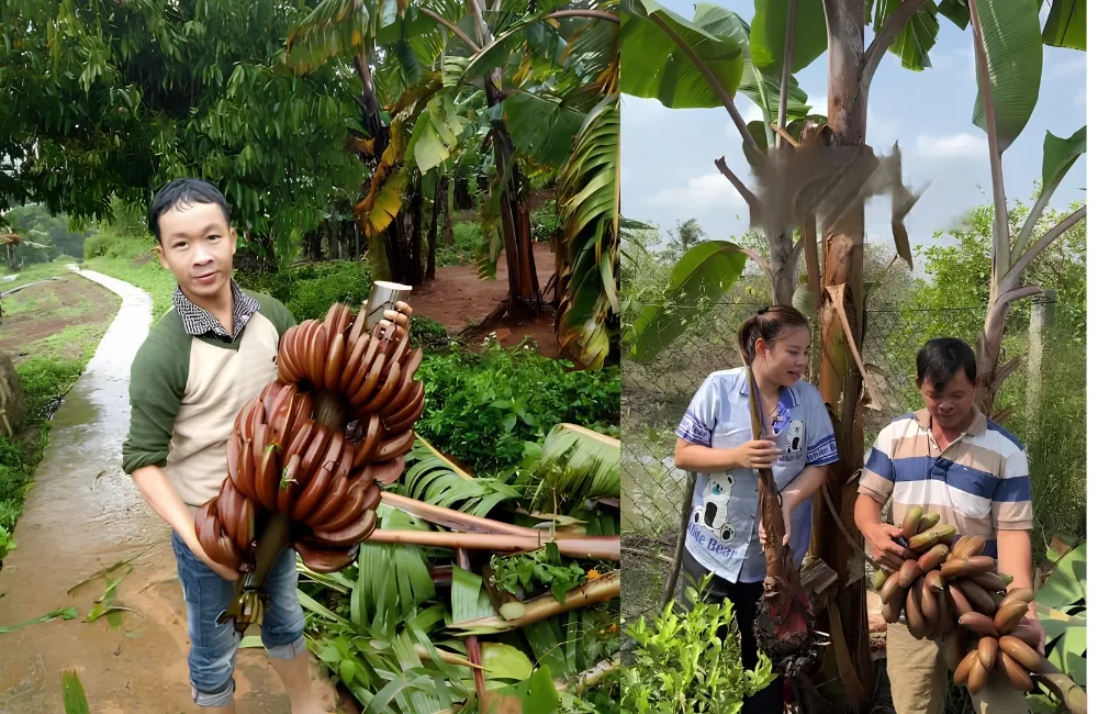 Thu hoạch chuối Cau Đỏ