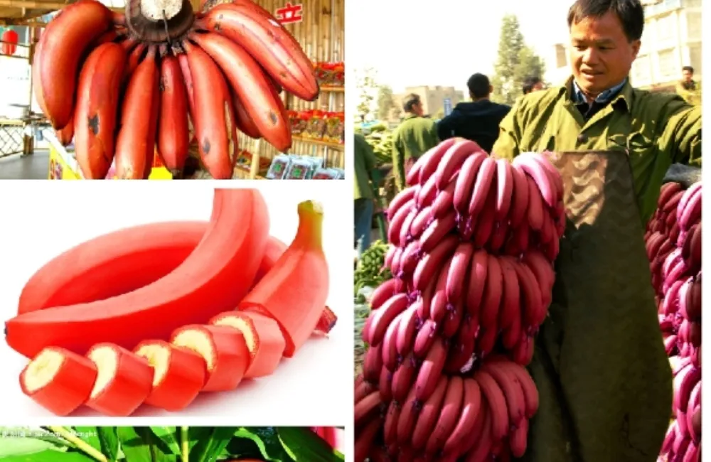 Thu hoạch chuối Cau Đỏ