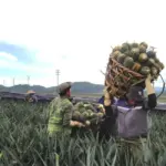 Hướng dẫn thu hoạch Dứa Queen đúng thời điểm, đúng cách