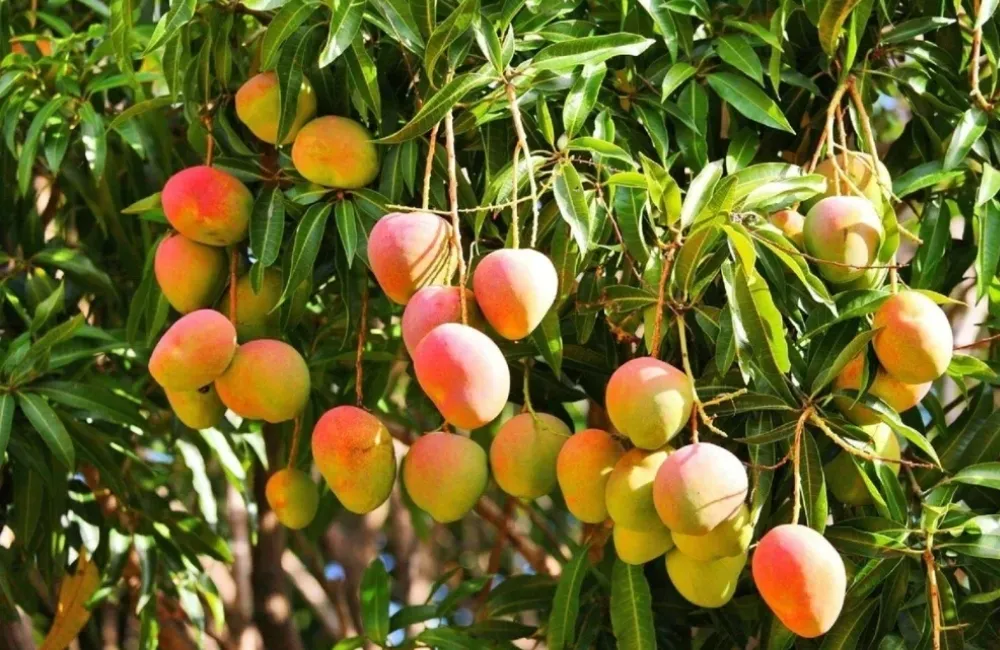 Thu hoạch xoài Alphonso