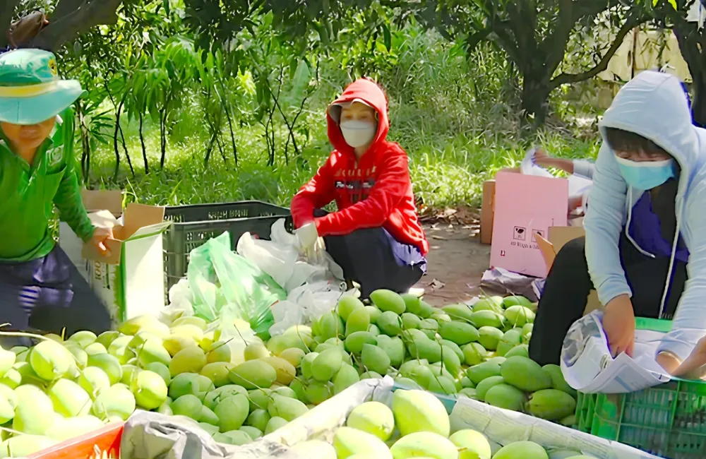 Thu hoạch xoài Alphonso
